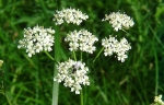 Pignut